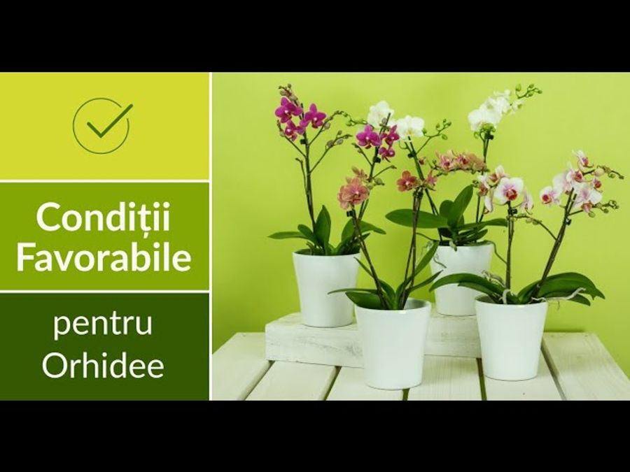 Conditiile favorabile pentru Orhidee