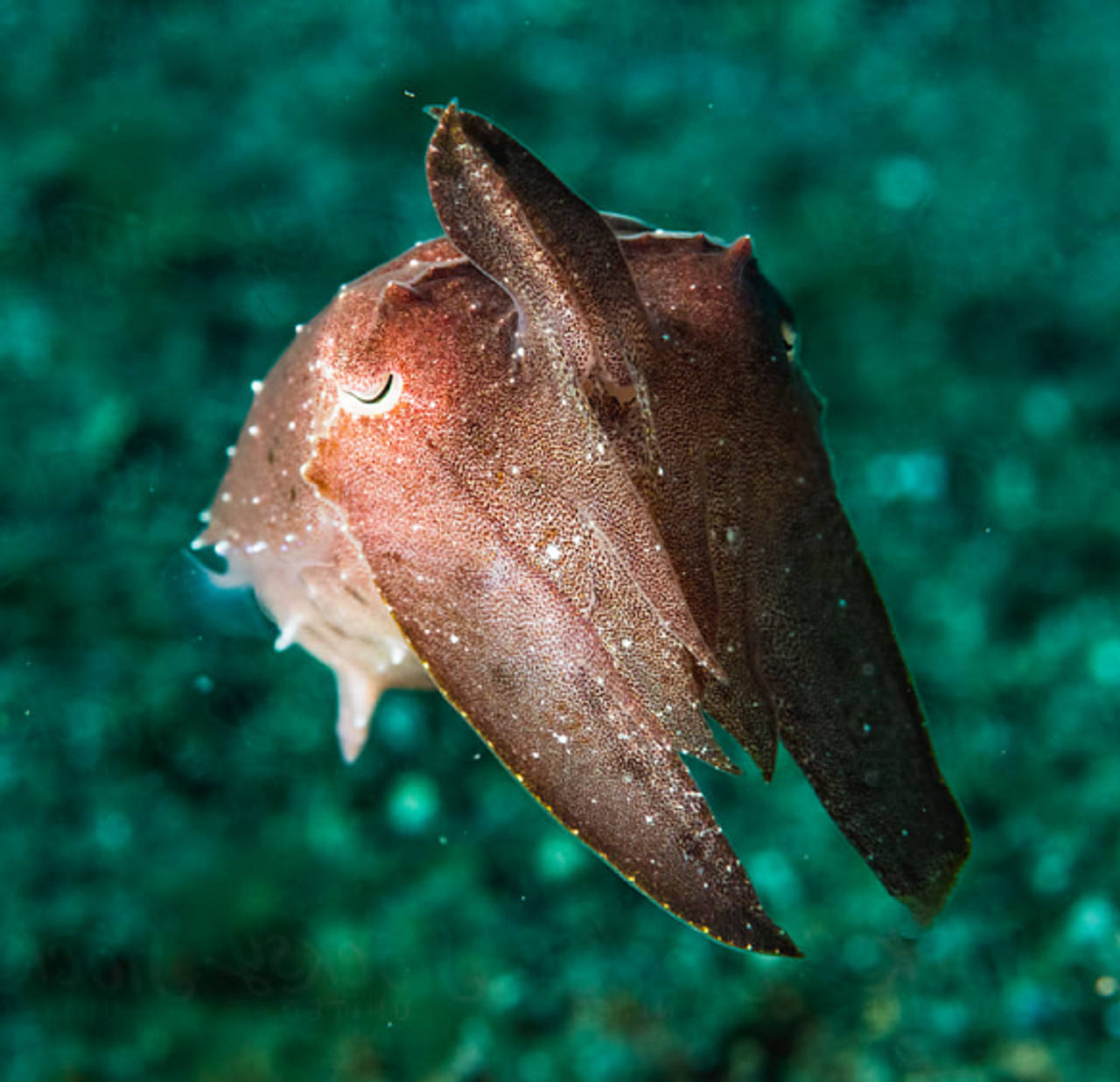 A close-up underwater photograph of a cuttlefish, the intelligent sea creature that inspired Cuttlesoft's name and philosophy of adaptable software development. The cuttlefish's deep reddish-brown coloring against turquoise waters showcases its remarkable ability to adapt to its environment - a quality that mirrors Cuttlesoft's approach to custom software solutions. This marine inspiration connects to the company's core values and their ability to integrate seamlessly with client teams across healthcare, government, and enterprise sectors. The image of this highly intelligent creature represents Cuttlesoft's blend of technical expertise in Python, React, and Ruby development with adaptable, human-centered service. Just as the cuttlefish masters its environment, Cuttlesoft masters complex technical challenges while maintaining flexibility and responsiveness to client needs.