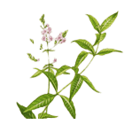 lemon verneba