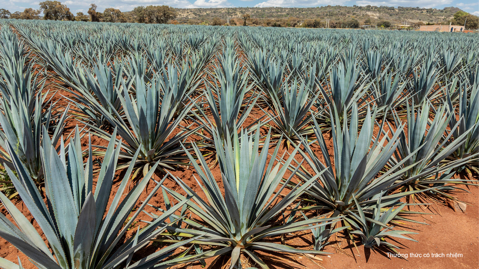 Cây thùa xanh - nguyên liệu chính sản xuất Tequila.