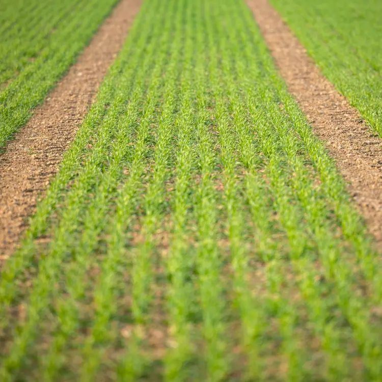 Whiskey grains growing in a field