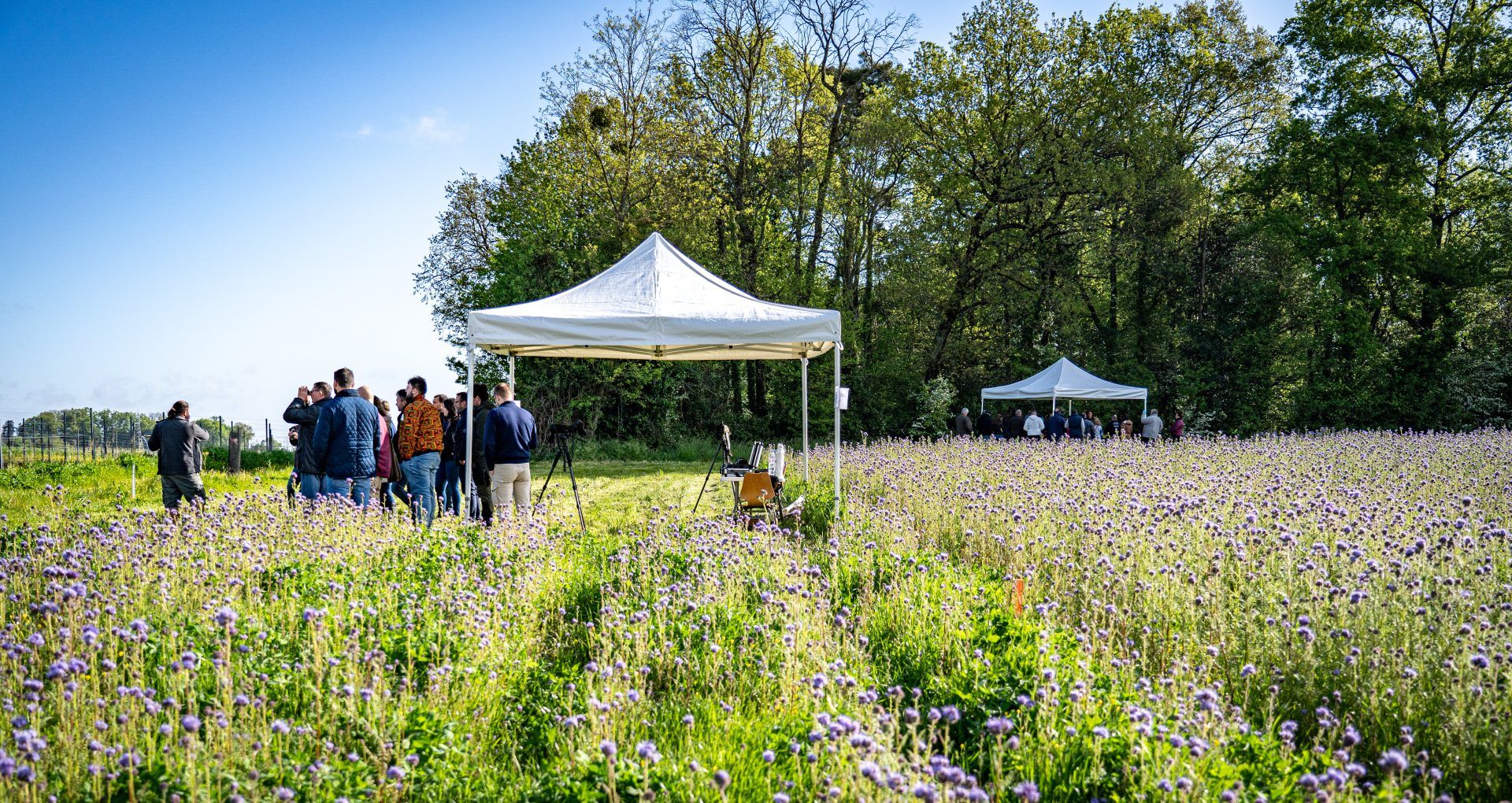 tente dans un vignoble