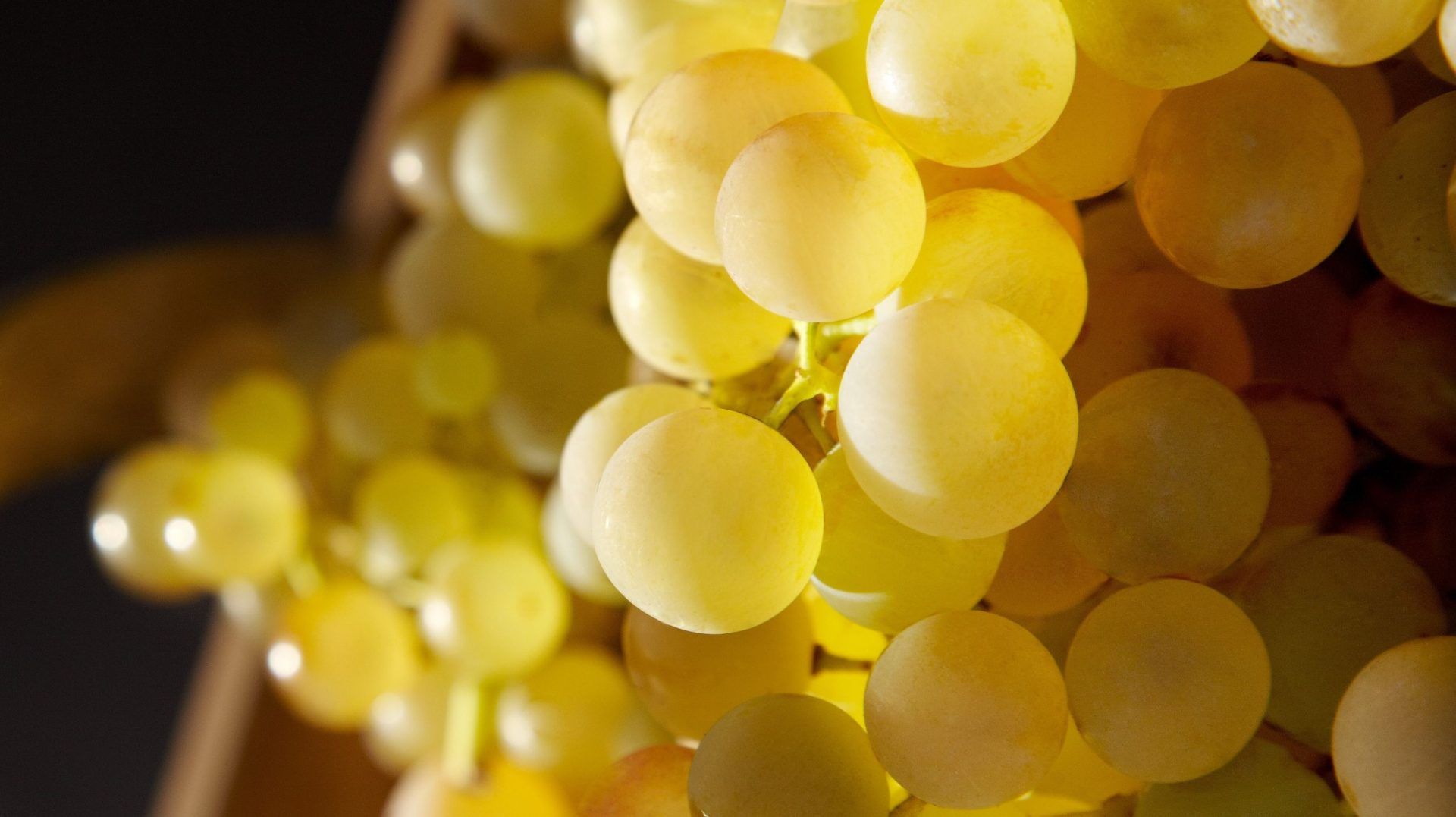 cognac distilled from pure grapes
