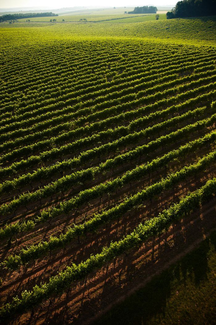 Martell viticulture