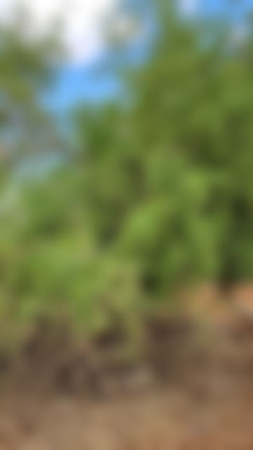 Toothbrush tree in Kenya