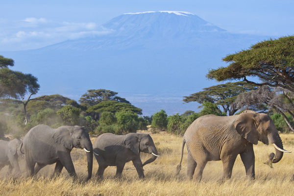 Amboseli group of elephants with a perfect background view of Mount Kilimanjaro