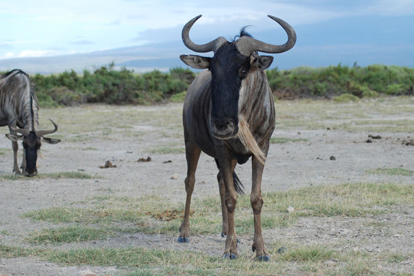 Herd of wildebeest grazing on the open plains of Amboseli National Park, Kenya