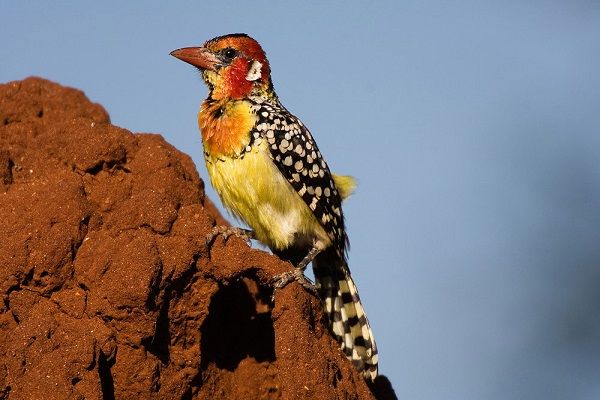 Observation des oiseaux à Tsavo East