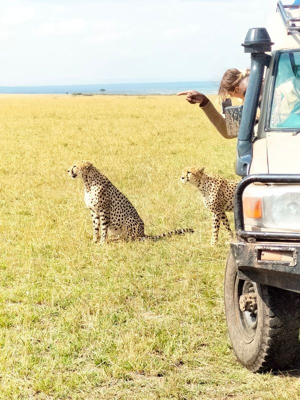 Experience close view of Masai Mara cheetahs