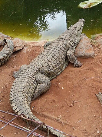Crocodile à Mamba Village