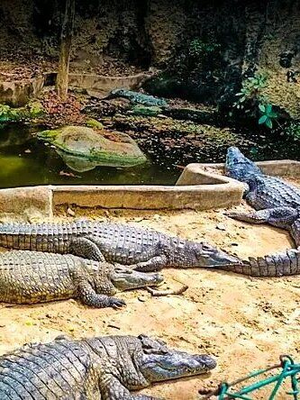 Crocodiles à Mamba Village – escapade de week-end