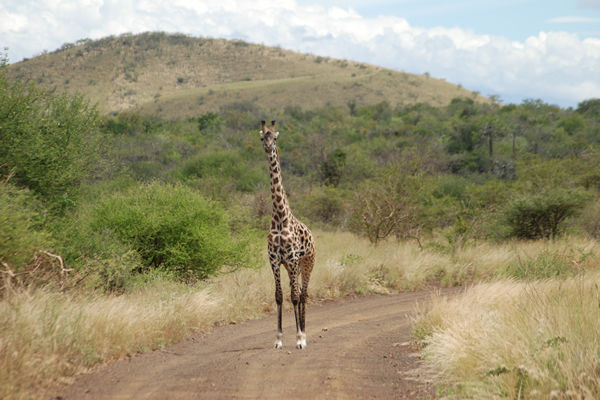 Giraffe in the Tanzanian savannah – Day 3 wildlife spotting
