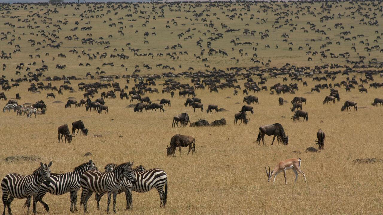 Enjoy great migration safaris with us