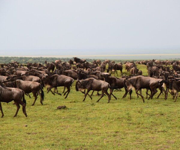 Lion catching a wildebeest during the Great Migration in Masai Mara National Reserve, Kenya