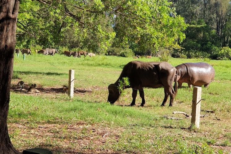 Buffles broutant au parc Haller