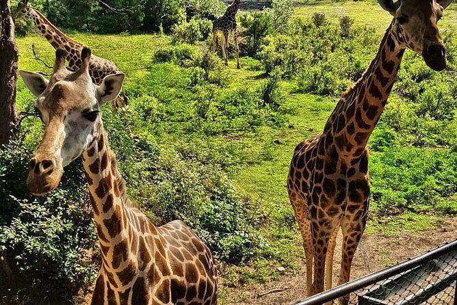 Haller Park giraffe