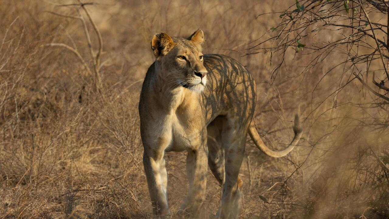Explore Kenya Big cats with sunday best