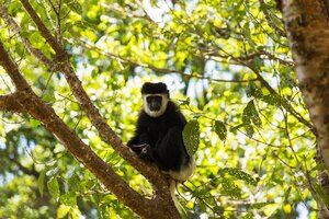 Colobus monkeys at Kiambethu Tea Farm Limuru