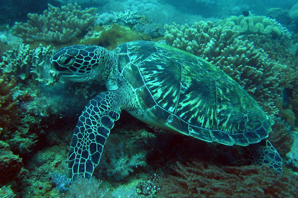 Scuba dive at Kisite to explore seaturtle and other marine life