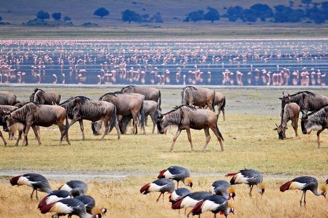 Wildebeest grazing near the shores of Lake Manyara National Park, Tanzania