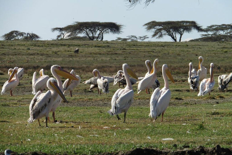 Lake Nakuru birds during bird watching safari