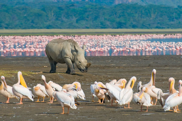 Lake Nakuru rhino and white pelicans - birdwatching Kenya safari
