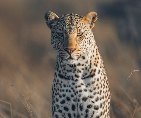 Leopard hunting on the savannah in Kenya, stalking prey through tall grass