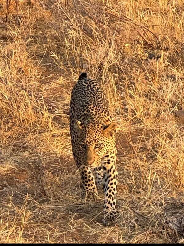 Safari en véhicule d’une journée complète au Masai Mara – aventure safari au Kenya