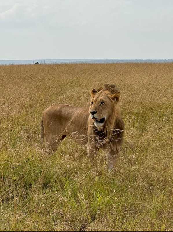 Lion in the green savannah — Big Five adventure in Kenya