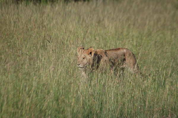 Lion encounter during game drive – Northern Tanzania safari