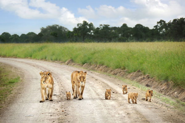 Masai Mara lions with their cubs