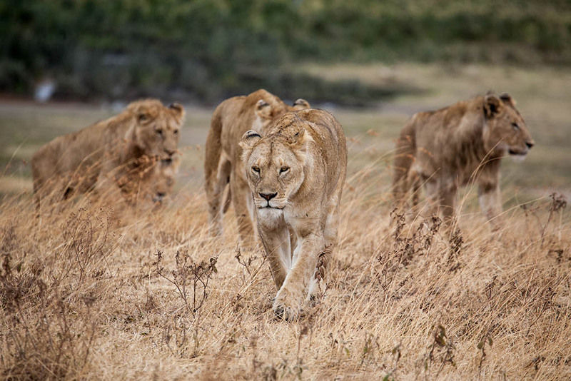 Lions hunting on the open savannah during a Tanzania safari in Serengeti National Park