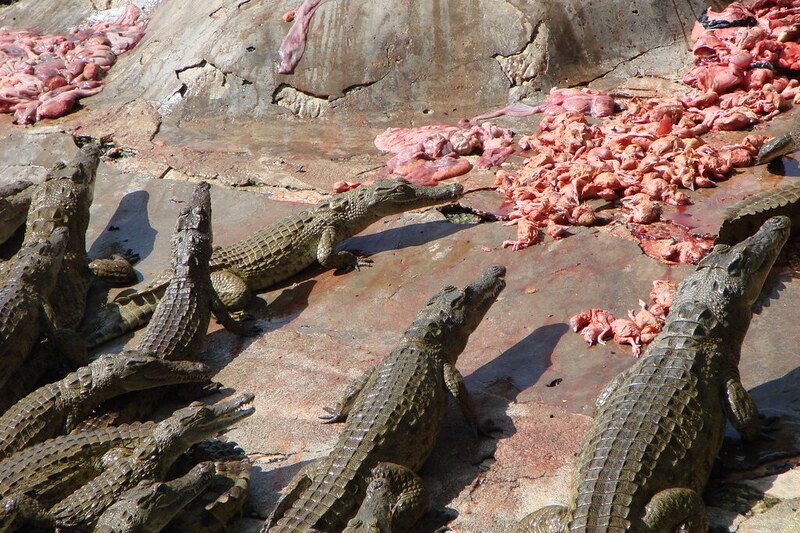 Heure du nourrissage des crocodiles à Mamba Village