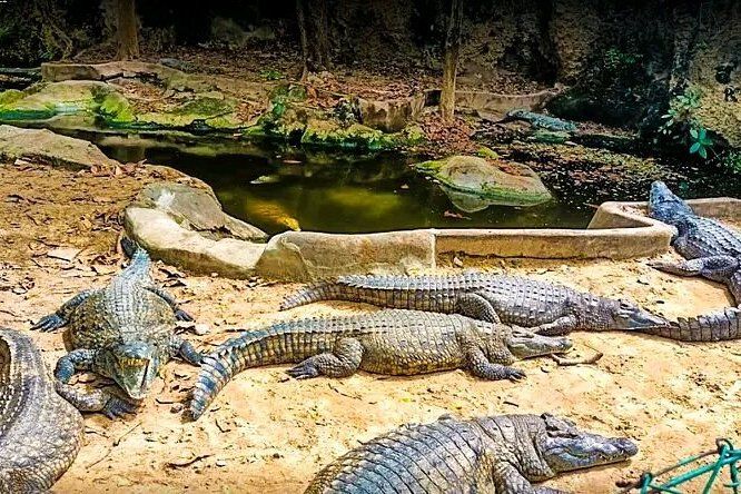 Visite d’une journée pour observer les crocodiles à Mamba Village