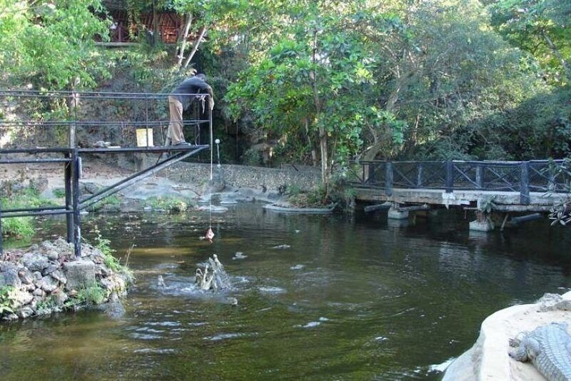 Nourrissage des crocodiles à la corde