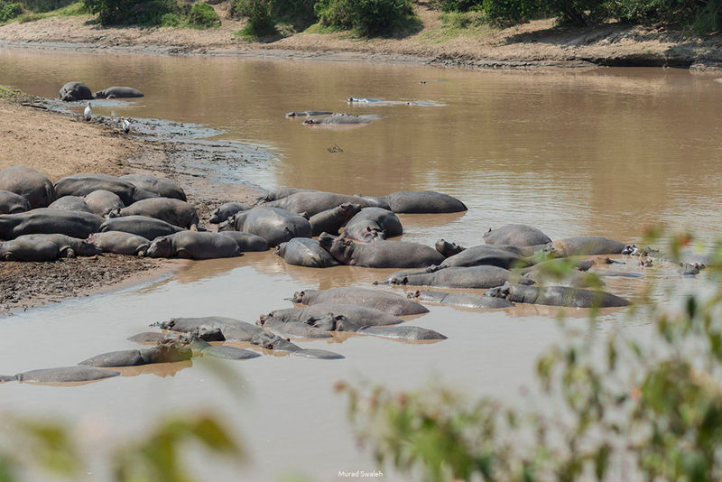 Hippopotames à la rivière Mara lors d’une aventure de 3 jours au Masai Mara