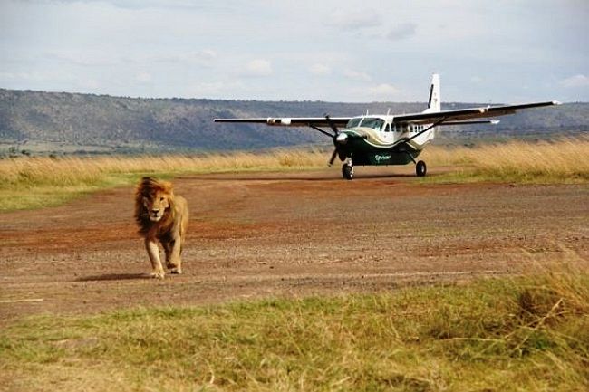 Lion walking across the Masai Mara airstrip in Kenya