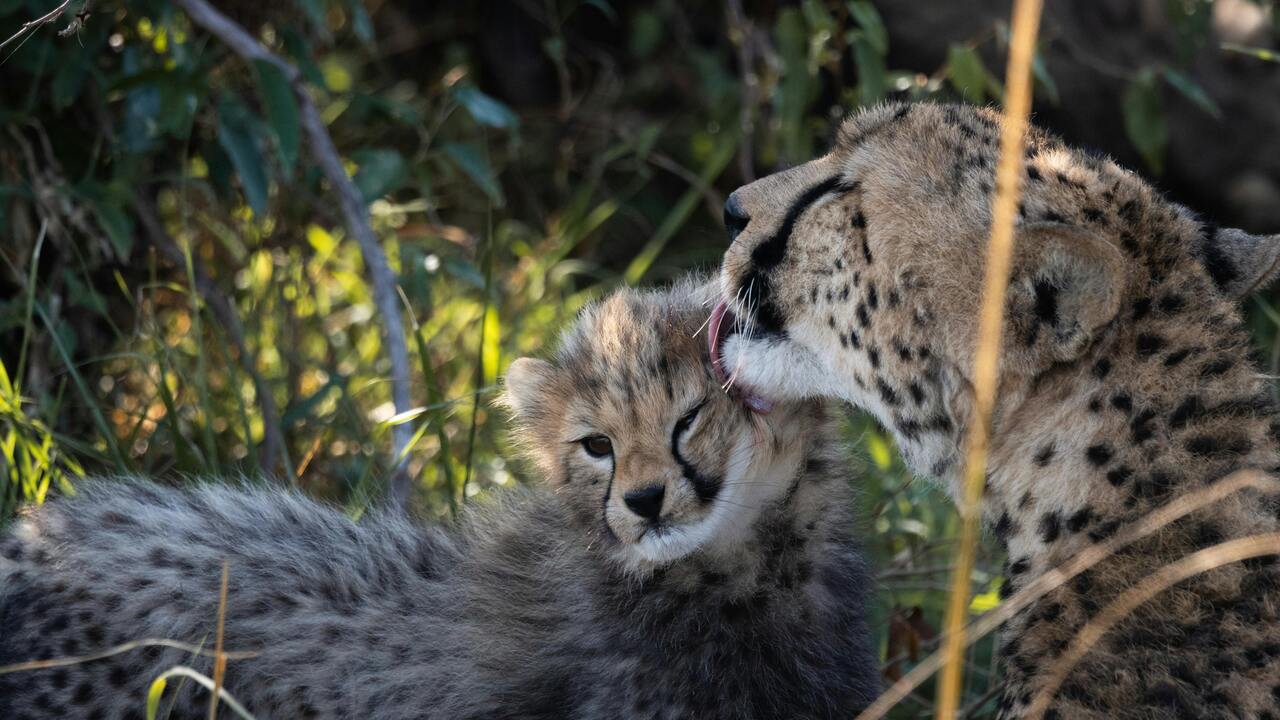Masai Mara cheetah - wild cats Kenya safari adventure