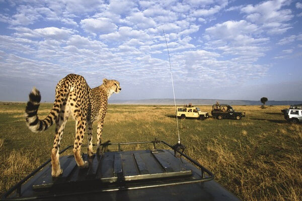 Guépard au Masai Mara