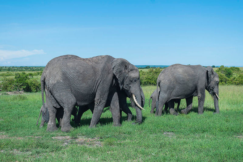 Masai Mara elephants