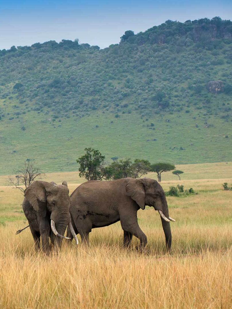 Masai Mara elephants grazing on savannah grassland