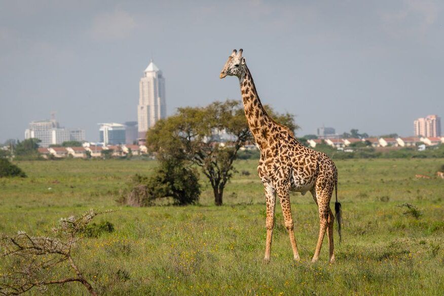 Nairobi national park giraffe with background view of the city buildings