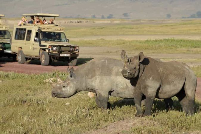 Ngorongoro rhinos
