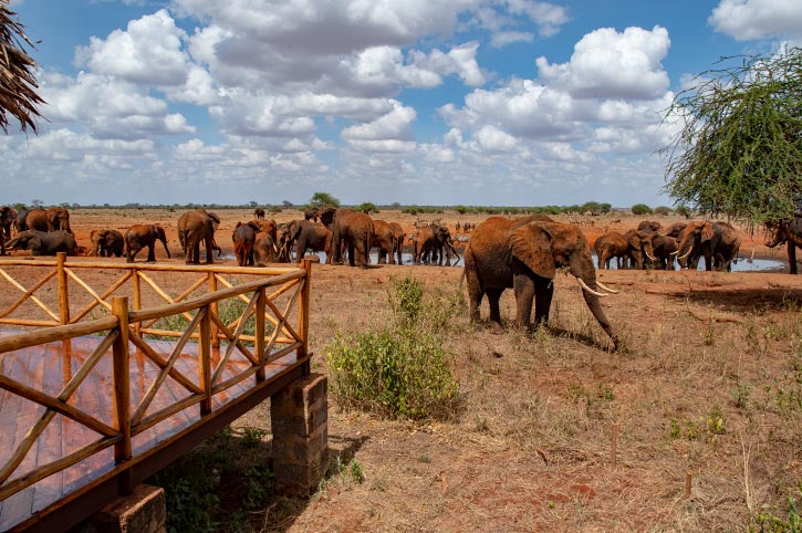 Éléphants broutant près du Ngutuni Safari Lodge au Kenya