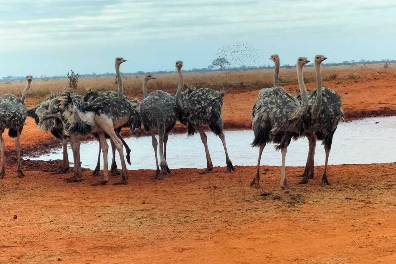 Observation d’autruches à Tsavo East pendant un safari de 2 jours