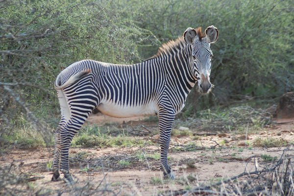 Grevy's zebra, a rare species, grazing in Samburu National Reserve, Kenya