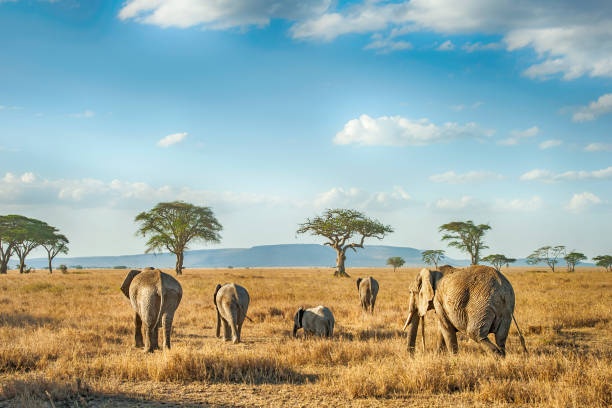 African elephants grazing on the open savannah in Serengeti National Park, Tanzania