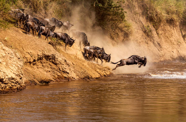Wildebeest crossing a river during the Great Migration in Serengeti National Park