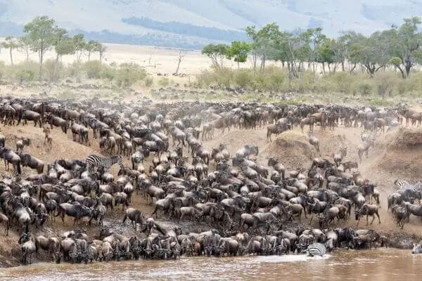 Wildebeest and zebras during the Great Migration in Serengeti National Park, Tanzania