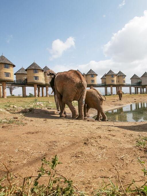 Elephants at Taita Hills Salt Lick Lodge — Kenya safari lodge experience